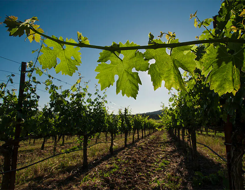 美國納帕谷Napa Valley | 此生必訪頂級十大酒莊！