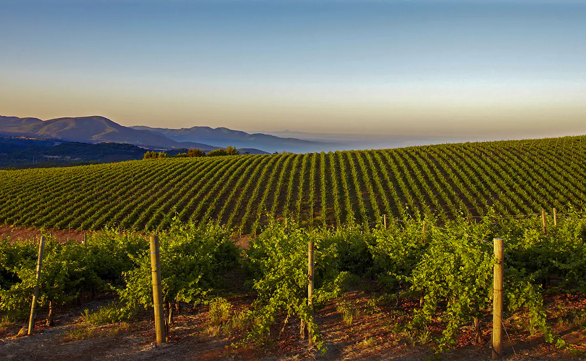 美國納帕谷Napa Valley | 此生必訪頂級十大酒莊！