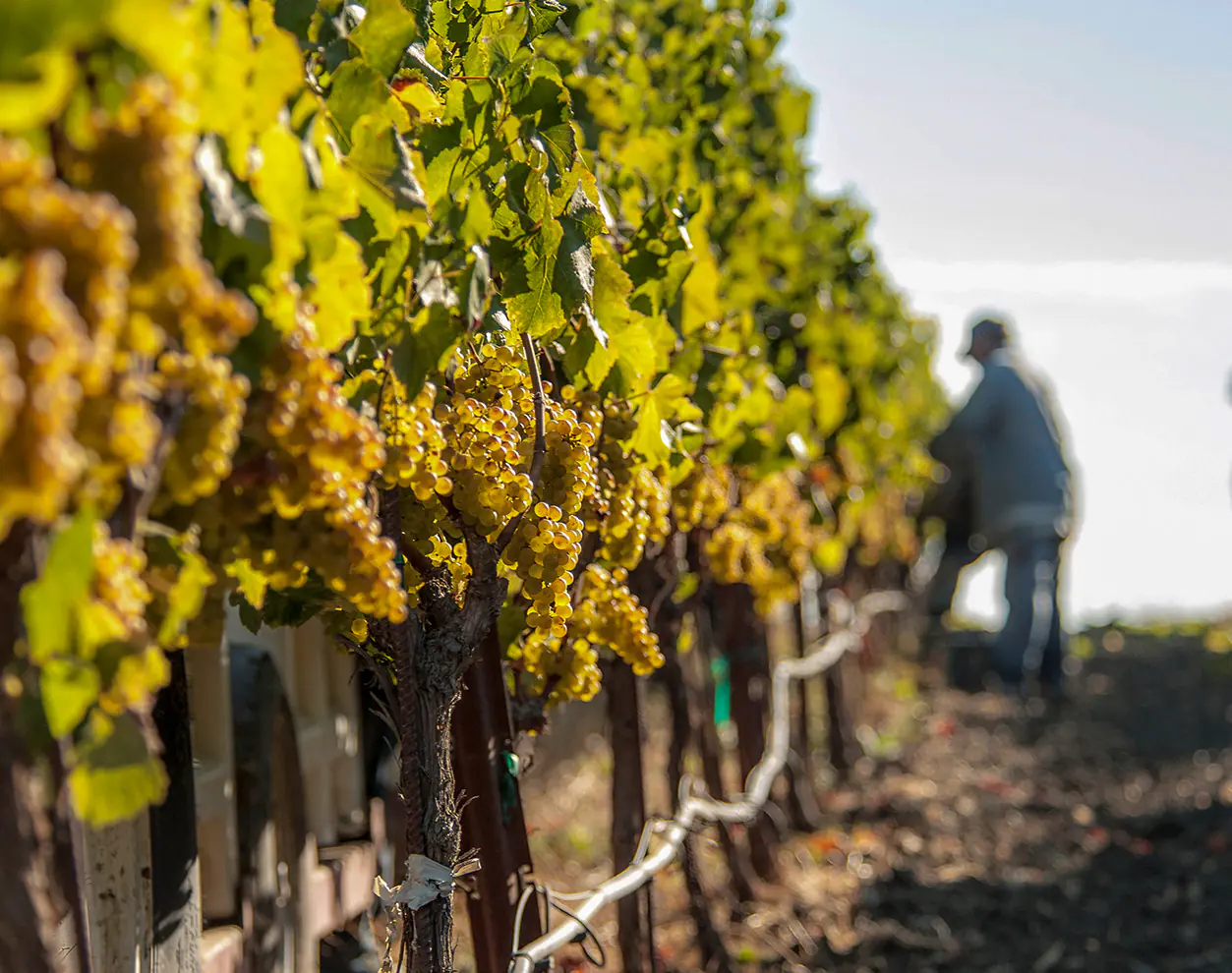 美國納帕谷Napa Valley | 此生必訪頂級十大酒莊！