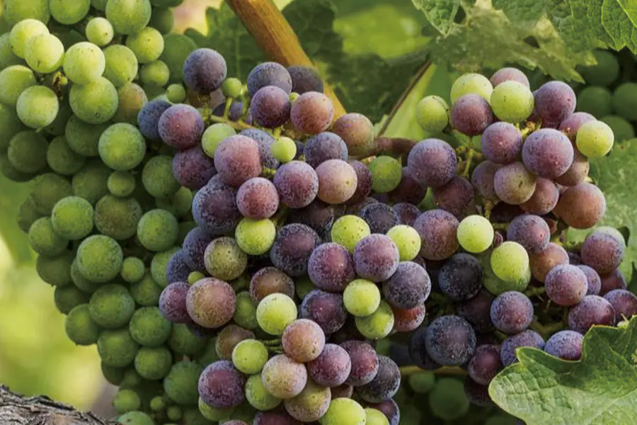 美國納帕谷Napa Valley | 此生必訪頂級十大酒莊！