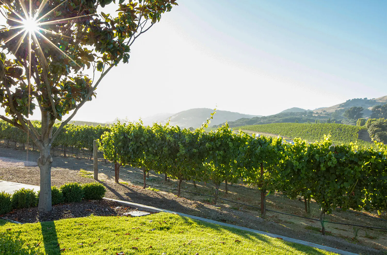 美國納帕谷Napa Valley | 此生必訪頂級十大酒莊！