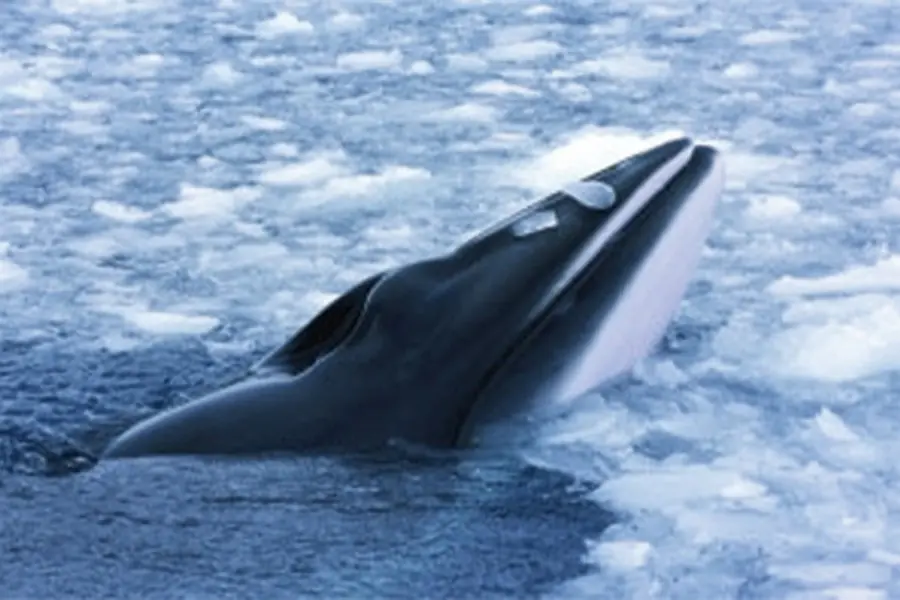 2025-0822-East Greenland - Scoresby Sund - Iceland, Aurora Borealis, Fly & Sail-image-5