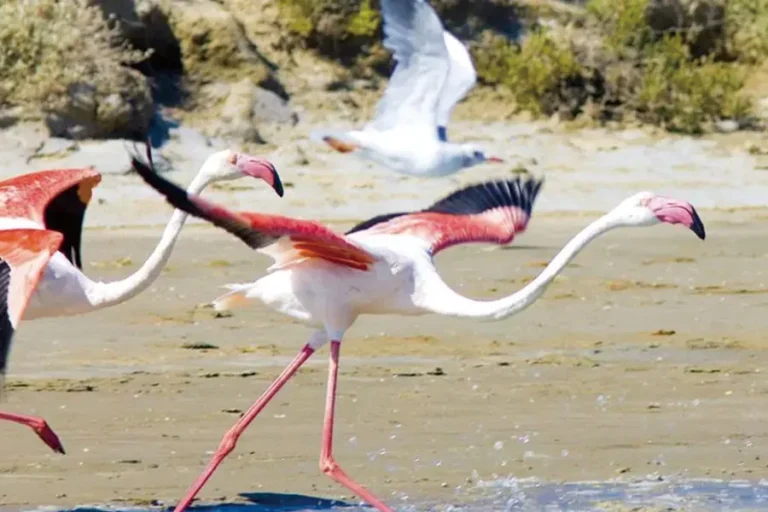 2025-0828-From Burgundy to the Camargue along the Saône and the Rhône Rivers (port-to-port cruise)-IMAGE