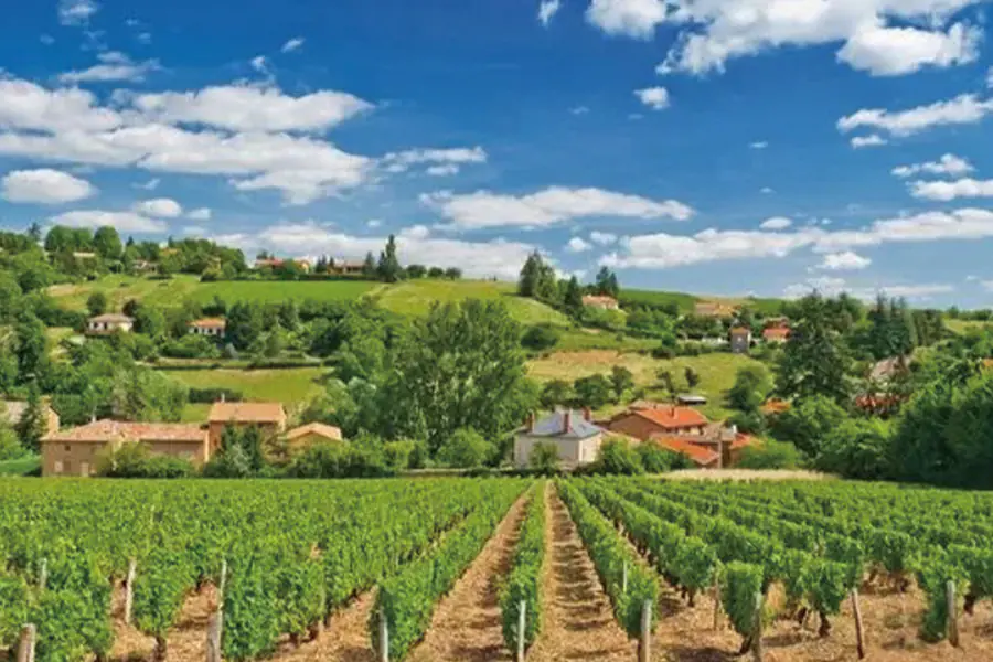 2025-0829-Oenological cruise Discover the fabulous world of vines and wine-image-3