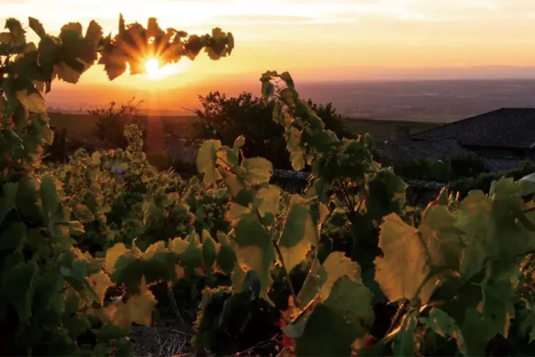 2025-0902-Exceptional Wine Tasting Cruise in Burgundy Beaujolais Nouveau-image-3