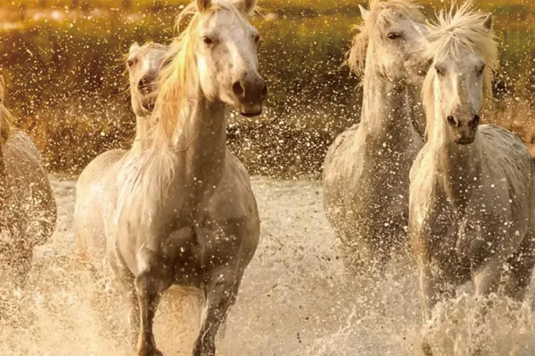 2025-0909-All-the-must-see-sites-on-the-Rhône-between-Lyon-image-6