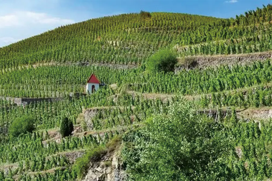 2025-0909-Discover the fabulous world of vineyards and wine, exceptional terroirs of the Rhône and Saône (port-to-port cruise)-image-3