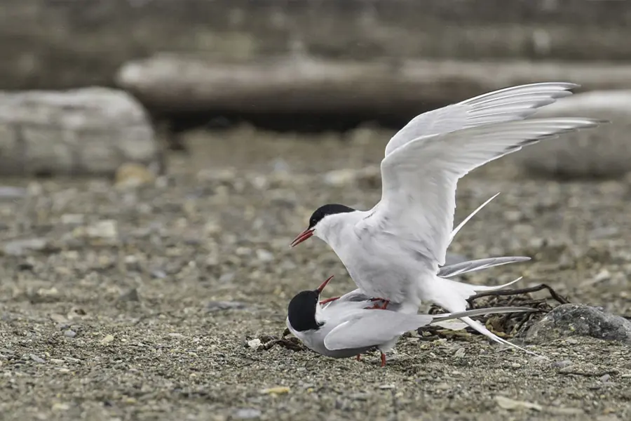 2025-0923-Arctic Tern-image-2