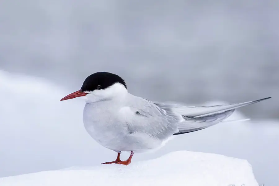 2025-0923-Arctic Tern-image-4