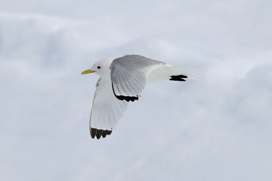 2025-0923-Kittiwake-image-3