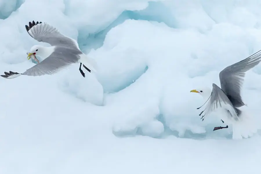 2025-0923-Kittiwake-image-4