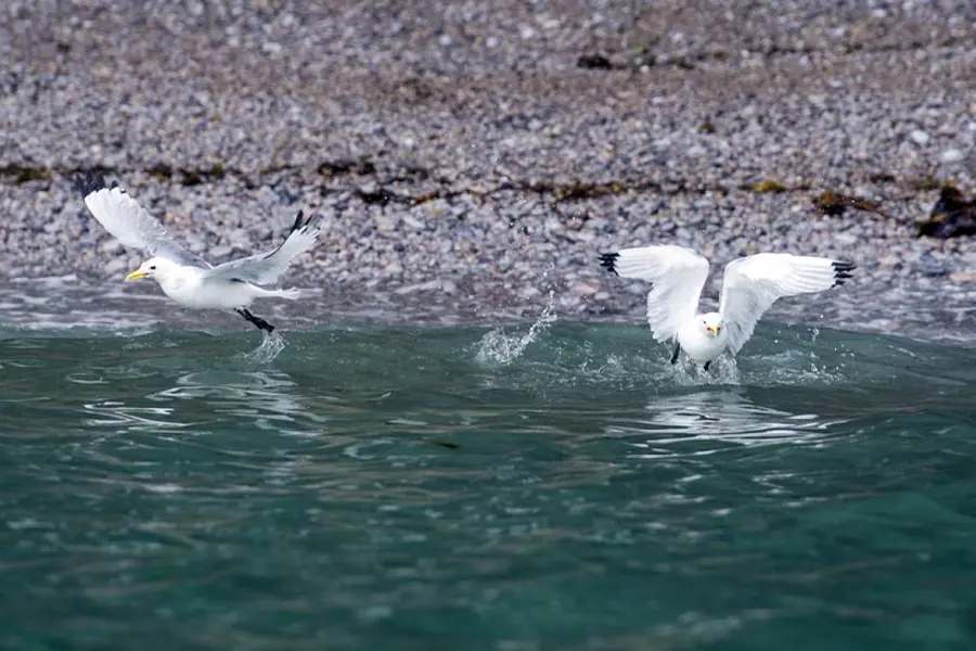 2025-0923-Kittiwake-image-5