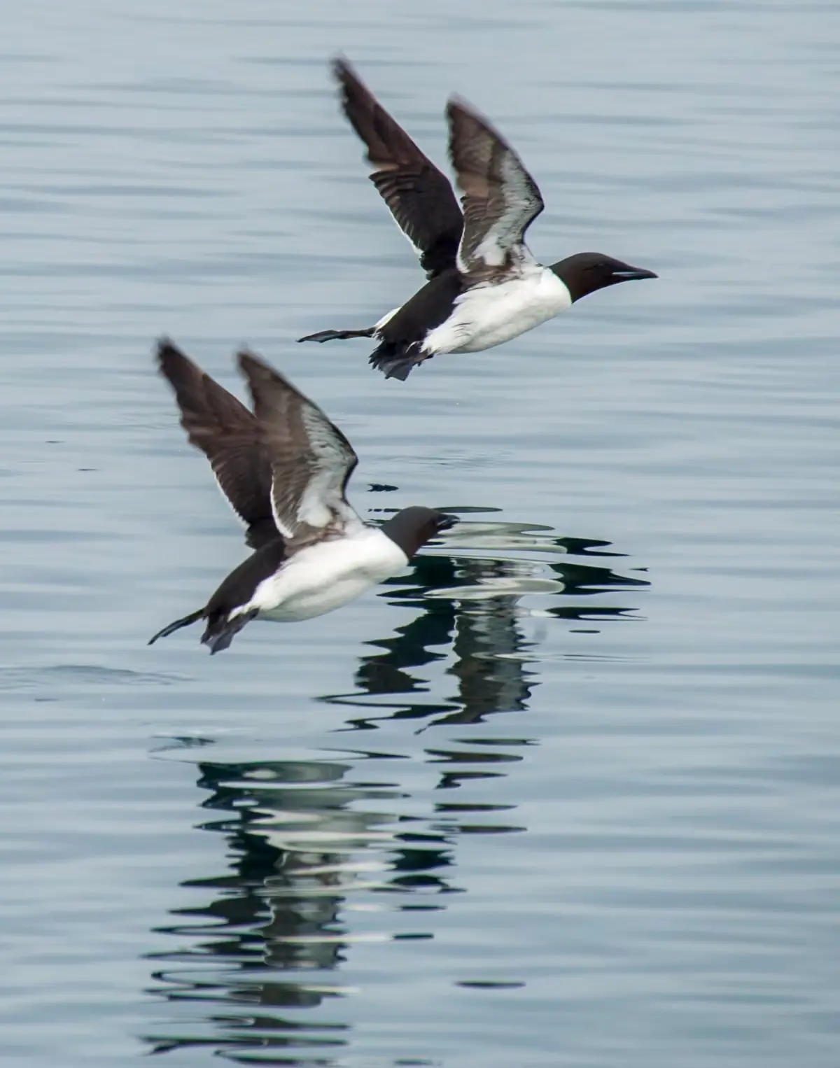 2025-0923-Thick-billed Murre-image-1