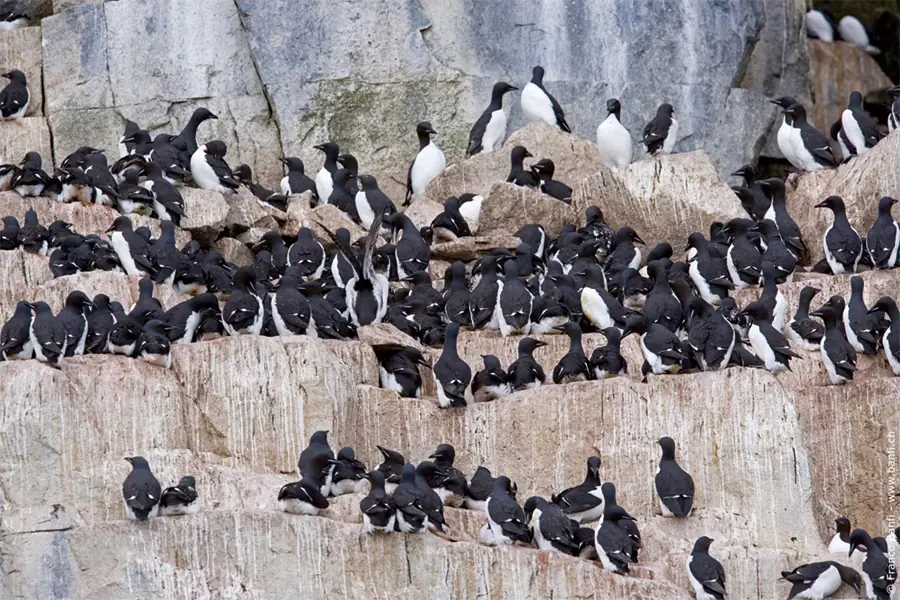 2025-0923-Thick-billed Murre-image-2