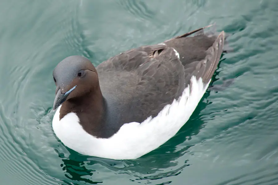 2025-0923-Thick-billed Murre-image-3