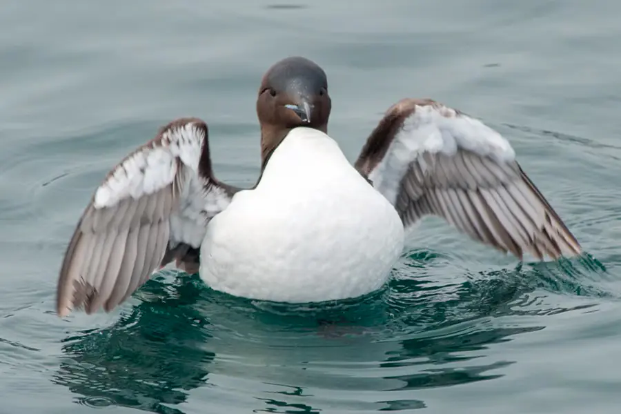 2025-0923-Thick-billed Murre-image-4