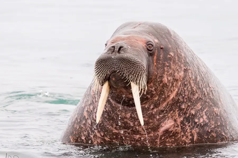 2025-0923-Walrus-image-2