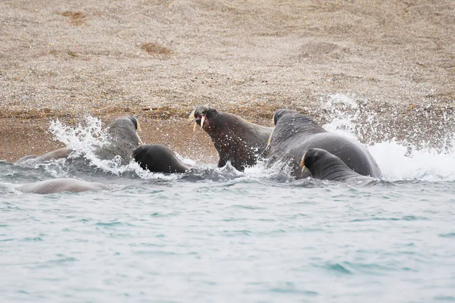 2025-0923-Walrus-image-3