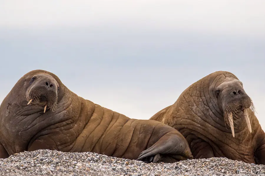 2025-0923-Walrus-image-4