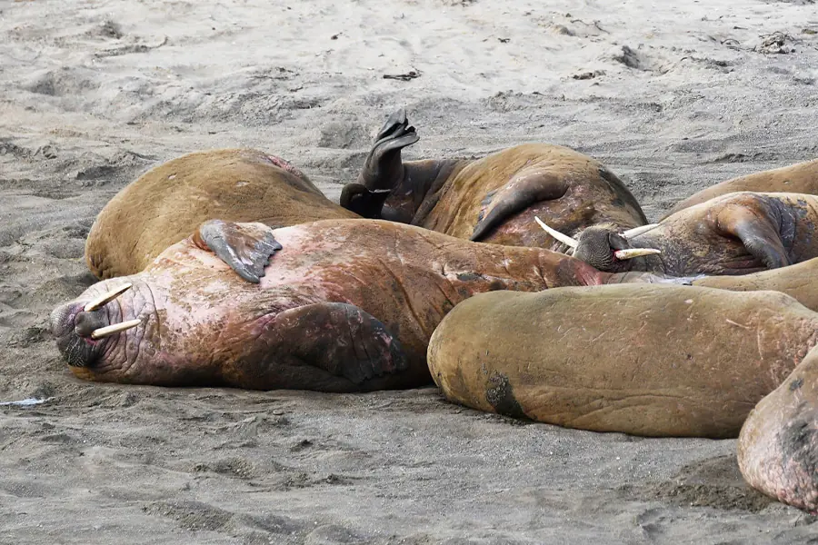 2025-0923-Walrus-image-5