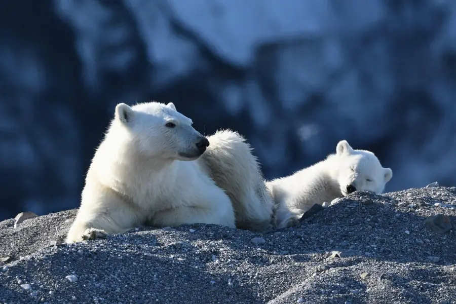 2025-0923-polar bear-image-3