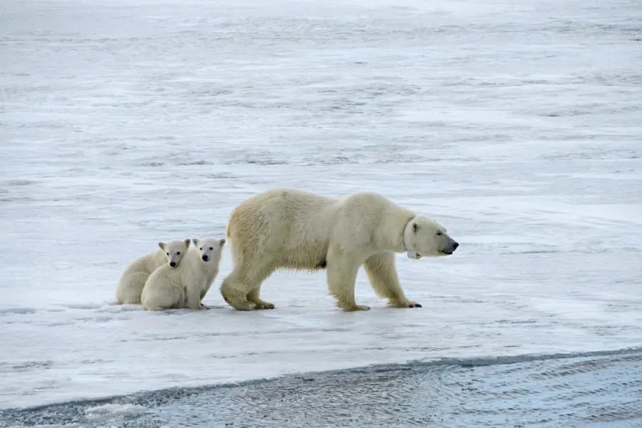 2025-0923-polar bear-image-5