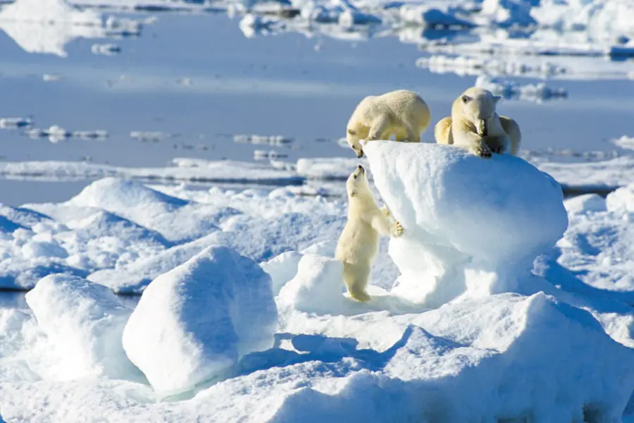 2025-0923-polar bear-image-6