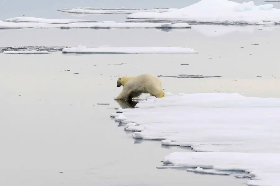 2025-0923-polar bear-image-7