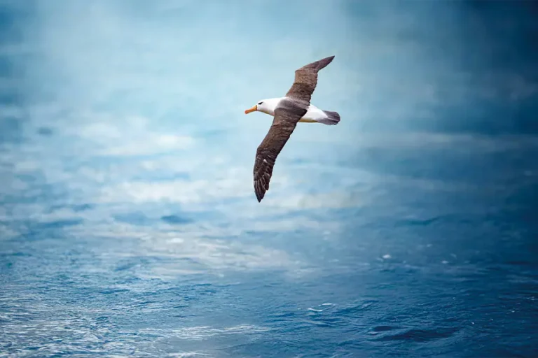 泛海郵輪 | 南極 | 福克蘭群島、南喬治亞島、南極半島Falkland Islands – South Georgia – Antarctica / 2027年01月
