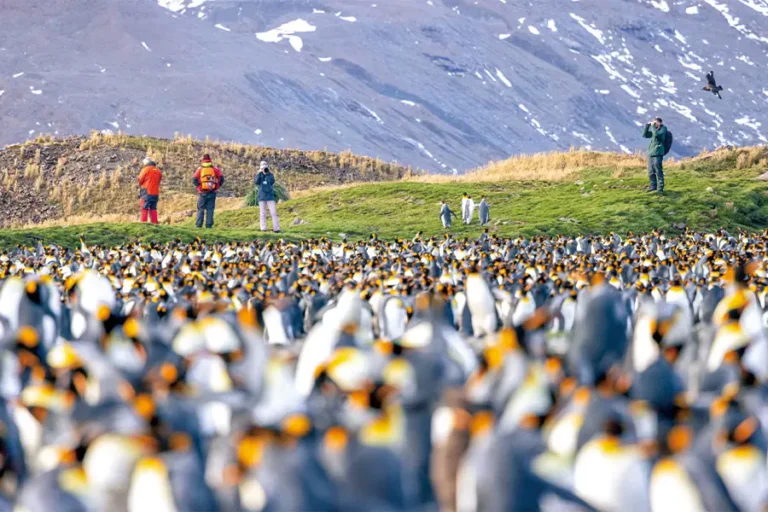 泛海郵輪 | 南極 | 福克蘭群島、南喬治亞島、南極半島Falkland Islands – South Georgia – Antarctica / 2026年01月