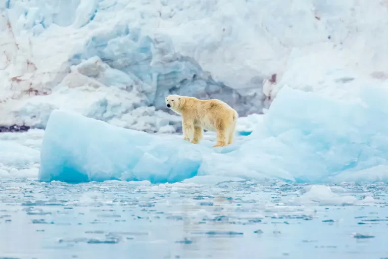 泛海郵輪 | 北極 | 北斯匹次卑爾根探險之旅——深入浮冰帶．北極熊特別行程North Spitsbergen Explorer – Into the pack ice – Polar Bear Special / 2026年06月
