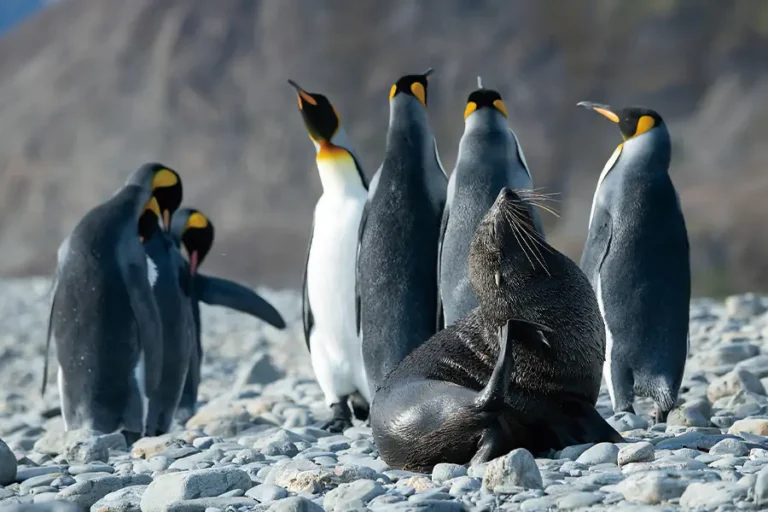 龐洛郵輪 | 南極 | 南極大環線(福克蘭群島、南喬治亞島與南極半島) The Great Austral Loop / 2026年01.11月