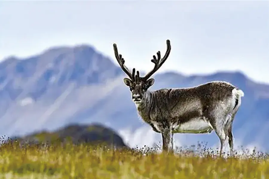 2025-1018-From Scotland to Spitsbergen-image-8