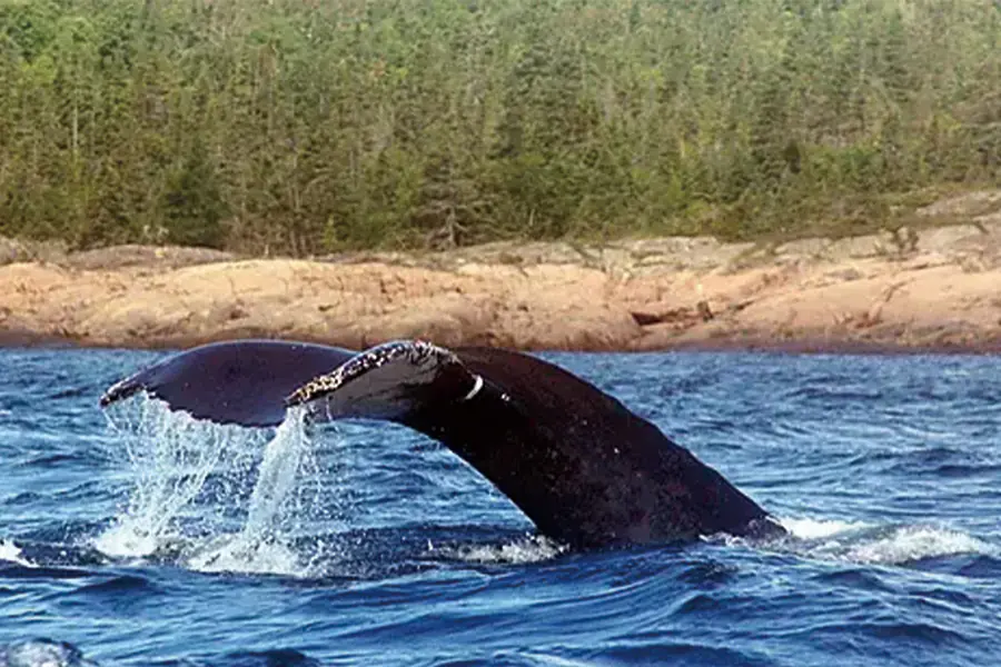 2025-1018-Wilderness from Greenland to the East Coast of Canada-image-10