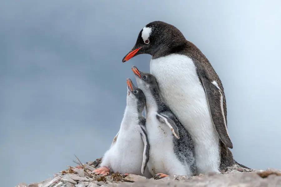 2025-1022-Gentoo Penguin-image-1