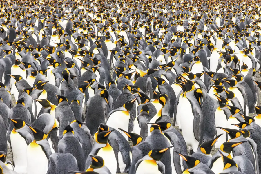 2025-1022-King Penguin-image-2