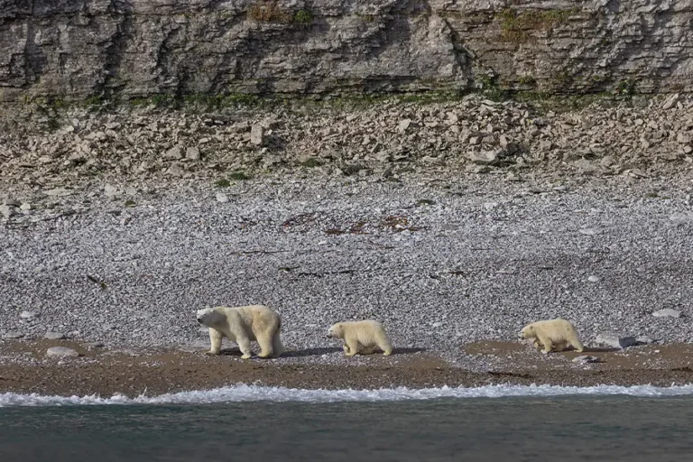 龐洛郵輪 | 北極 | 從格陵蘭島到加拿大東岸的荒野Wilderness from Greenland to the East Coast of Canada / 2027年09月