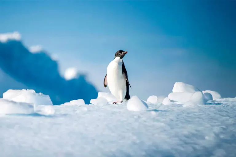 泛海郵輪 | 南極 | 南極洲──探索神秘的未知群島Antarctica – Uncharted islands of the Deep South / 2026年02月