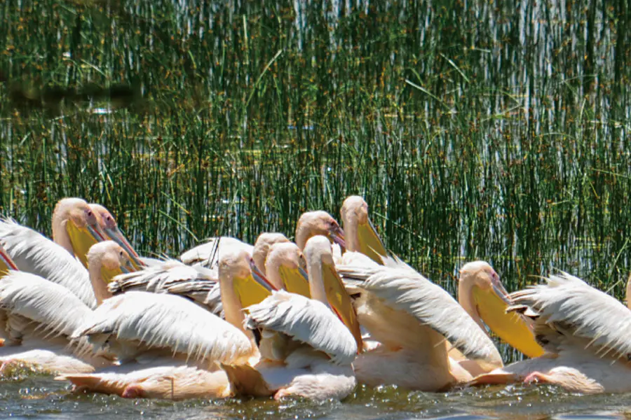 2025-1119 Animal-Migration-Lake Nakuru National Park-image-4