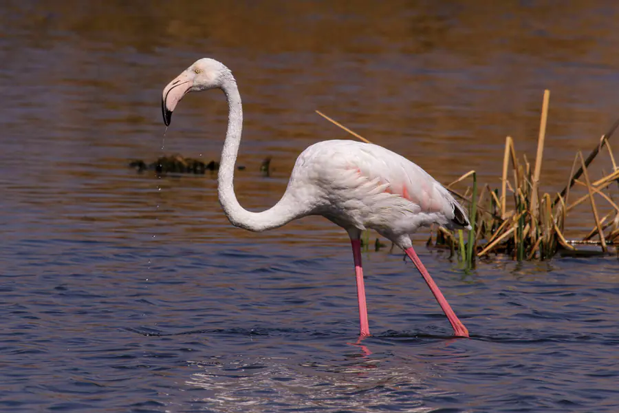 2025-1119 Animal-Migration-Lake Nakuru National Park-image