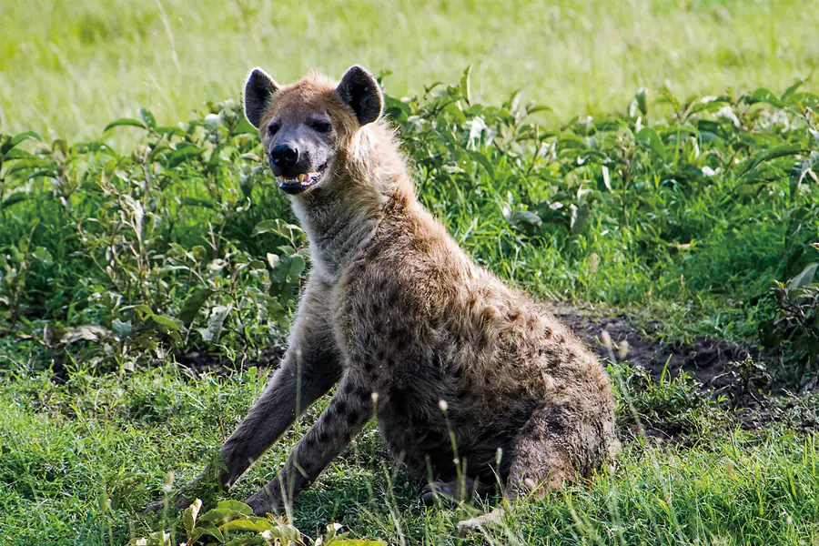 2025-1119 Animal-Migration-Maasai Mara National Reserve-image-4
