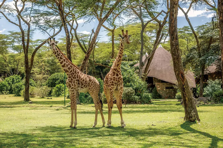 2025-1119 Lake Naivasha Sopa Lodge-image-1