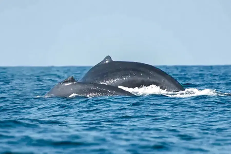 2025-0102-HAPAG-LLOYD CRUISES-Colon-Los Angeles The treasures of bygone cultures-IMAGE-2