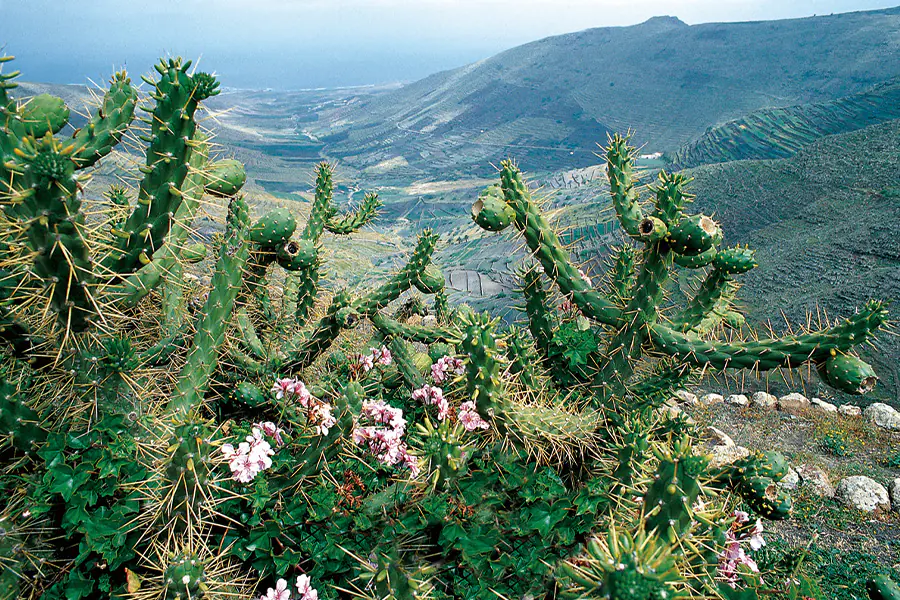2026-0106 Lisbon – Tenerife African flair and Canarian charm-image-3
