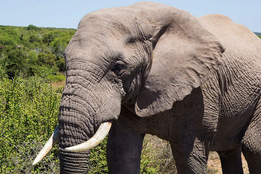 2026-0108-Golf & Cruise-Port Louis (Mauritius) – Cape Town Sunny islands, safari adventure and the best of South Africa-image-1