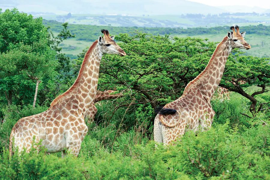 2026-0108-Golf & Cruise-Port Louis (Mauritius) – Cape Town Sunny islands, safari adventure and the best of South Africa-image-5