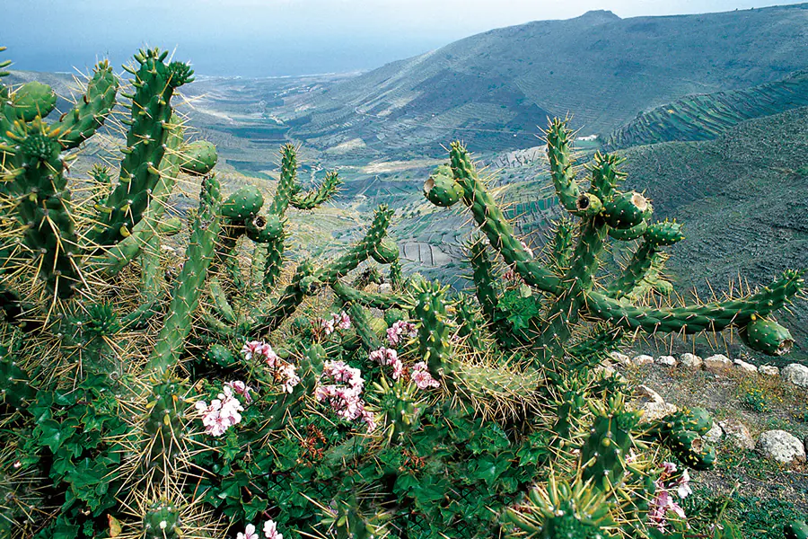 2026-0108-Gran Canaria – Gran Canaria Welcome to the islands of everlasting spring – Hiking-IMAGE-1