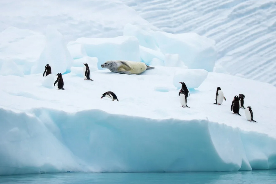 2026-0112 HX Expeditions-Highlights of Antarctica-image-09