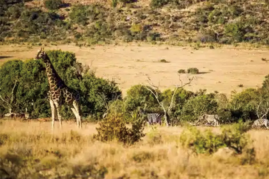 2026-0121 Big Five Marathon-image-2