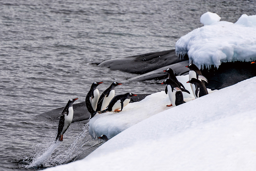 2026-0213 2026-0213 Polar Expedition Cruise -image-05